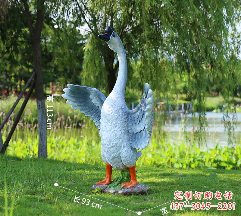 安徽站立的灰色展翅天鹅